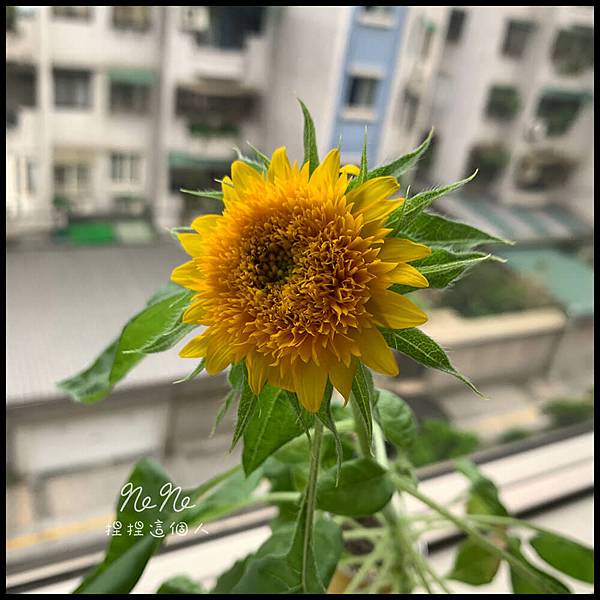 ［易開罐花卉植物］Sunflower 向日葵 - 居家培養耐心，提升成就感的療癒小物